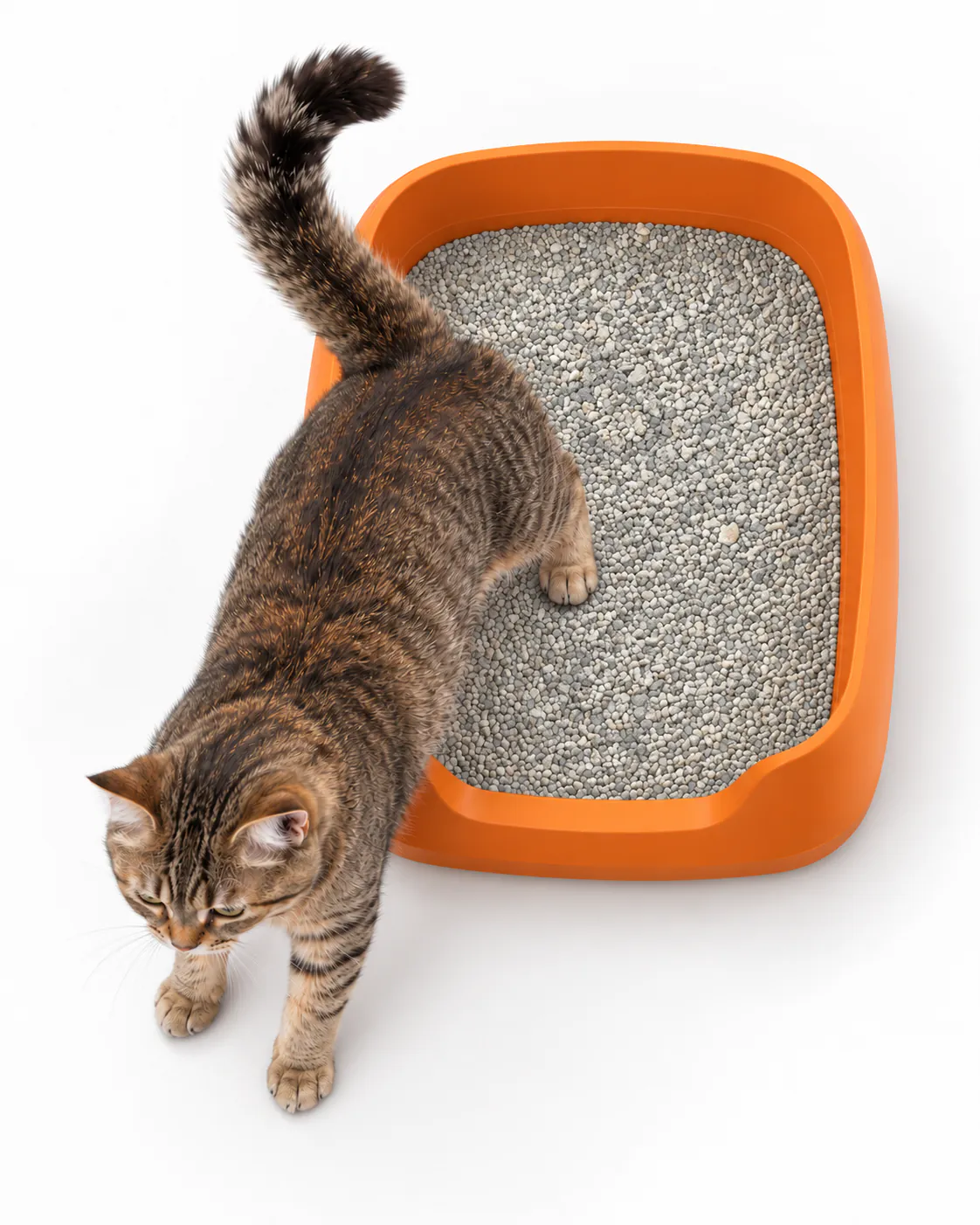 Gato saliendo de una bandeja naranja con arena CatSur Bentonita Natural